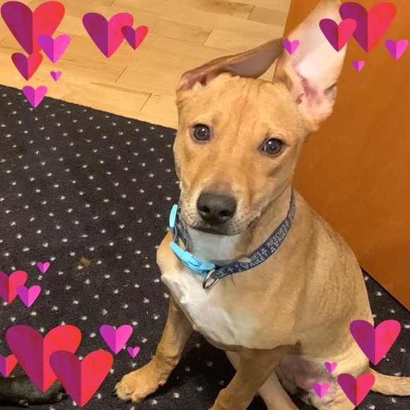 Meet your Posher, Paula - Picture 1 of 1